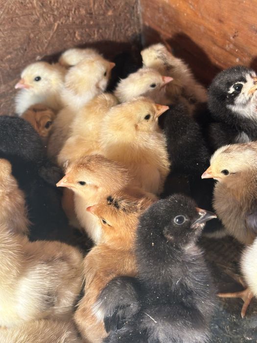 Продаются Цыплята