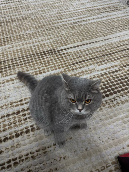 Продаётся серый British Shorthair