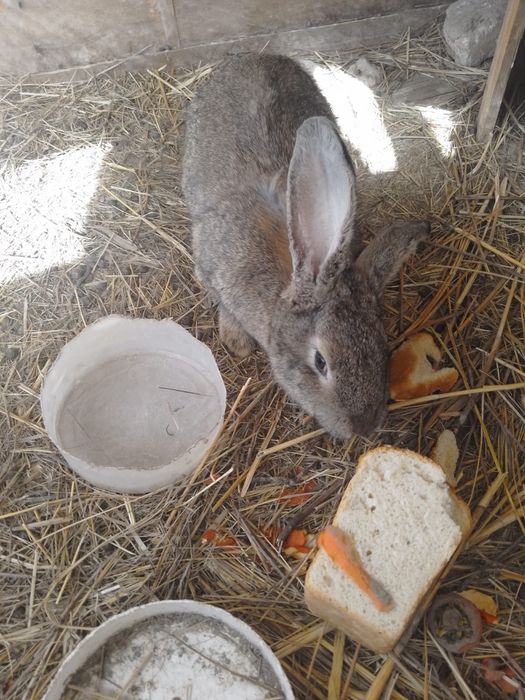 Кролики 8000 тенге