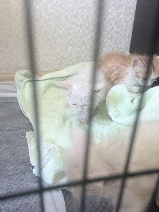 Отдам Котят в хорошие руки