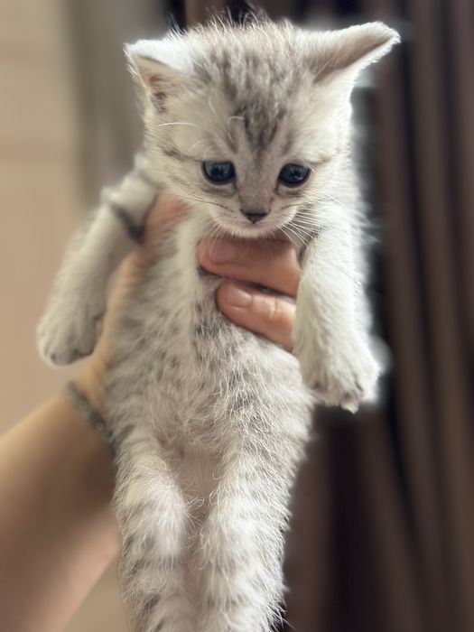 Мушук болалари зотли