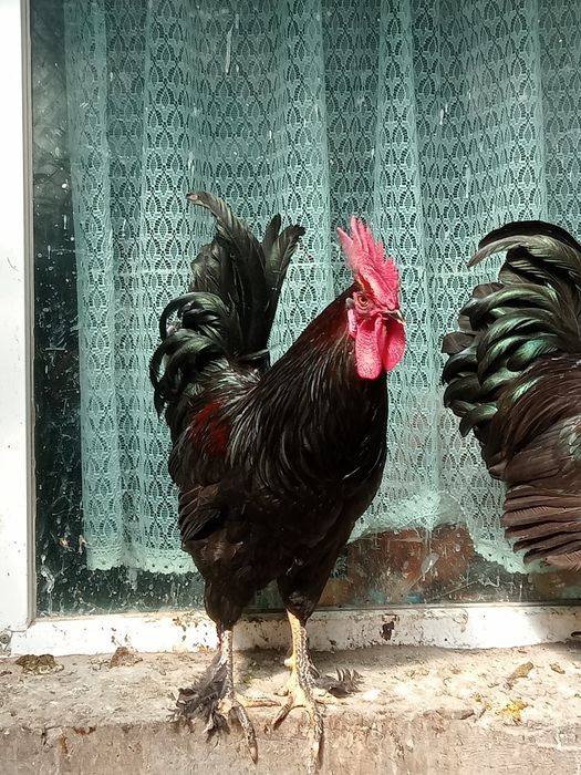 Продам петухов 7000