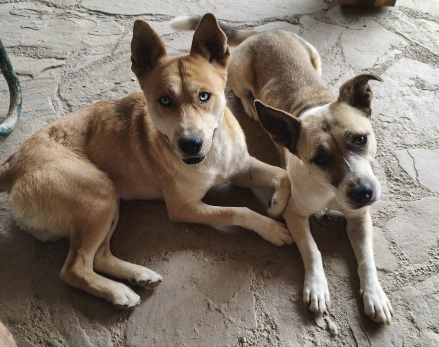 Blue este un cățel minunat, care cauta o familie iubitoare