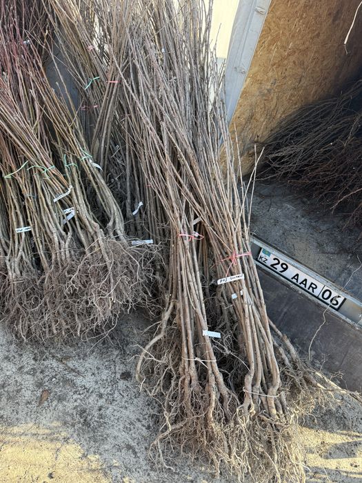 Саженцы  плодовых   деревьев