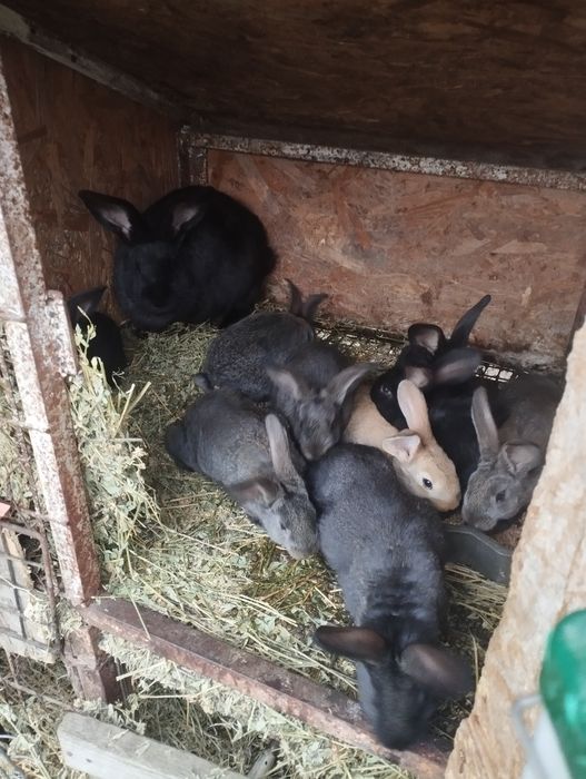 Iepuri mai multe rase