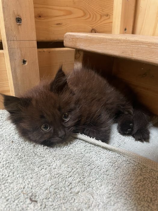Котенок в хорошие руки