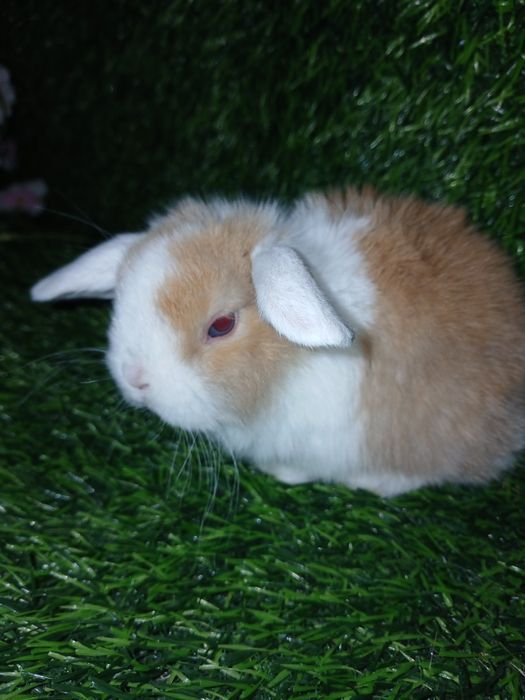 Декоративные кролики