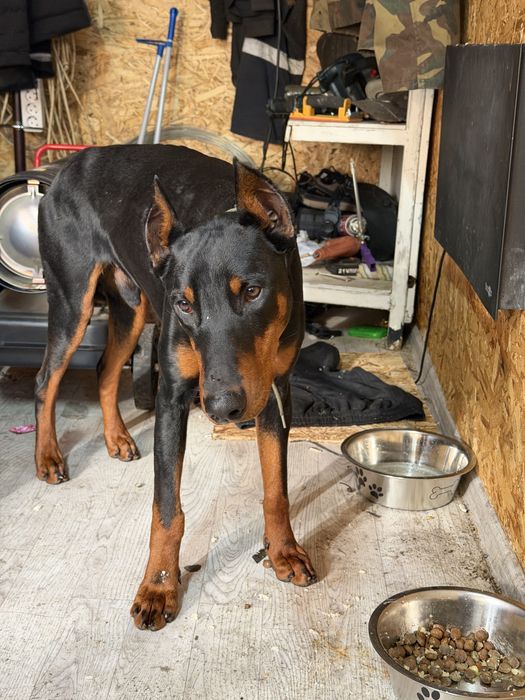 Доберман 9 месяцев