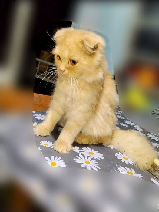 Котята 5 месяцев.
