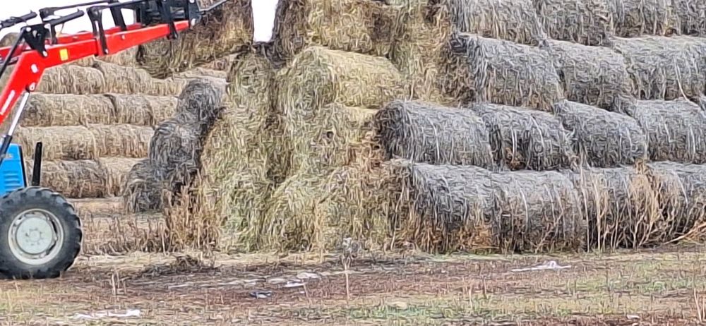 Шоп сатам,коктик