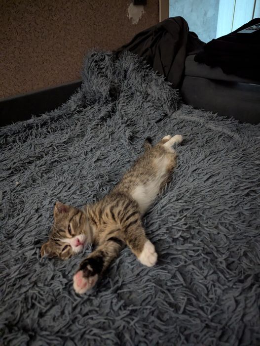 Котёнок 3 месяца мальчик