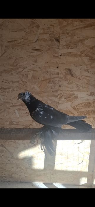 На продажу пара на игру