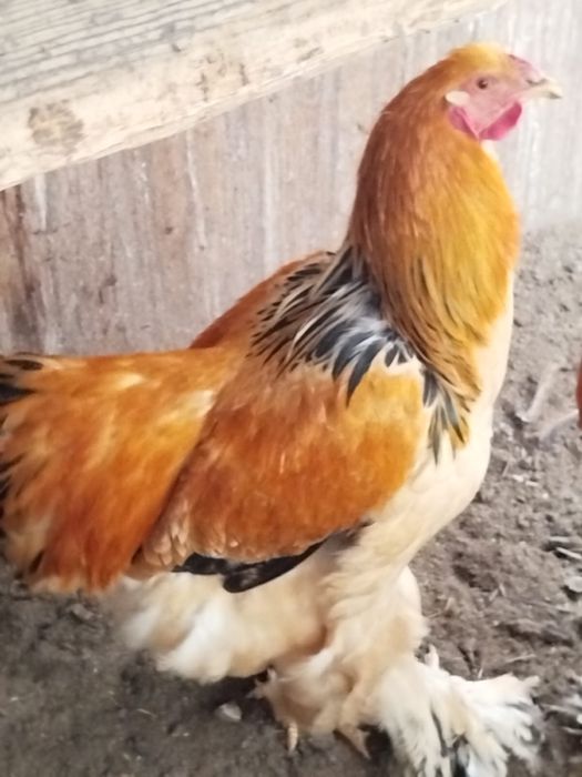 Петухи палевой брамы