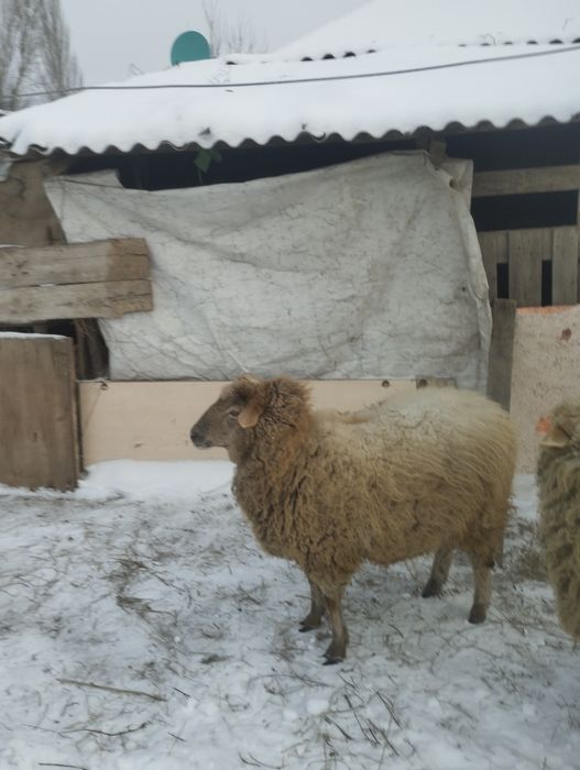 Продам баранов - 1.5 года