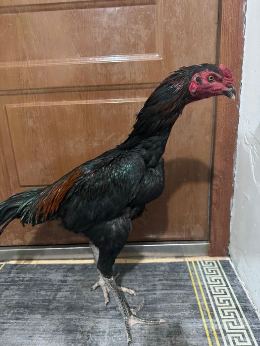 Продам апрельского жужика