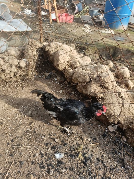 Brama,paduan,dakan,yapon parala sotiladi