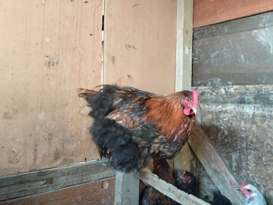 Продается Оркпинток петух