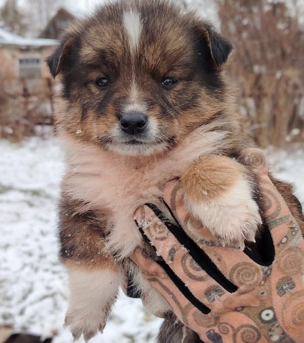 Отдам щенка в добрые руки