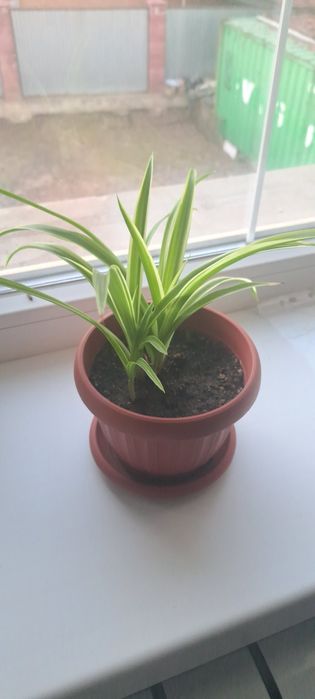 Продается хлорофитум