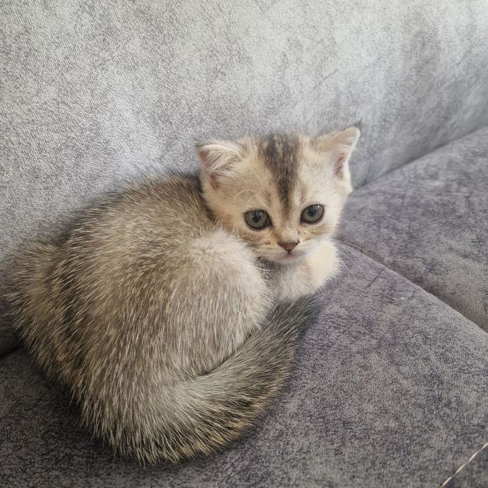 Котята котята котята