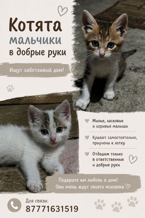 Котята мальчики в самые добрые руки