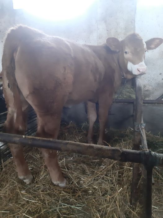 Vand Vitea in varsta de 4,5 luni.