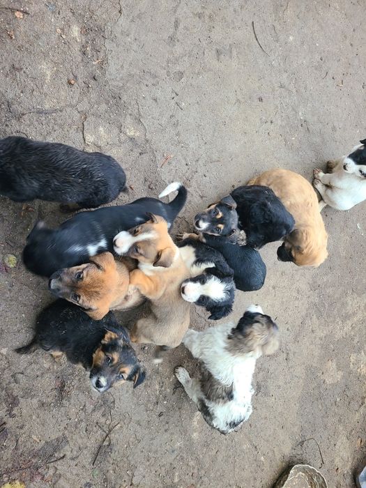 Щенки бесплатно  в добрые руки