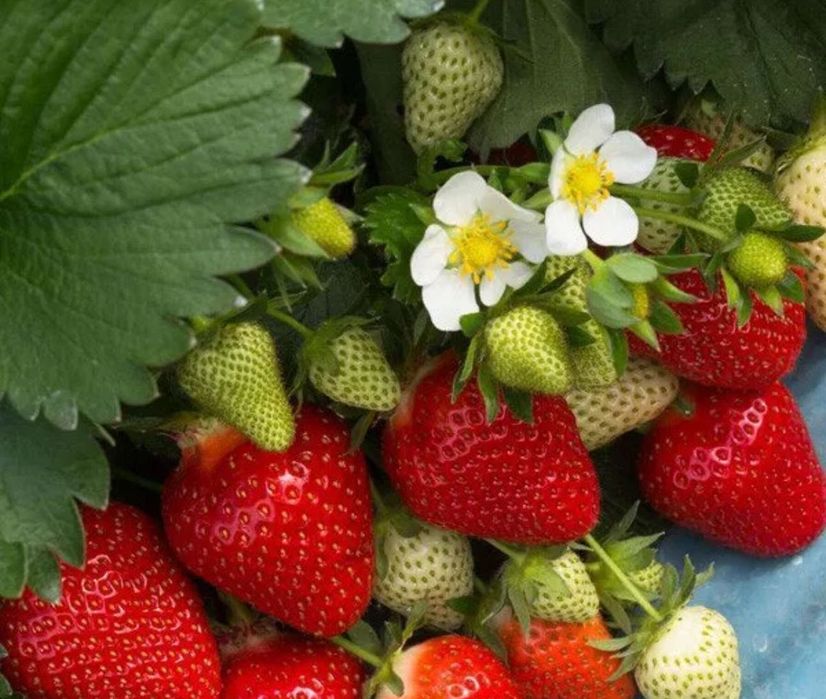 РАЗСАД Малини и Ягоди