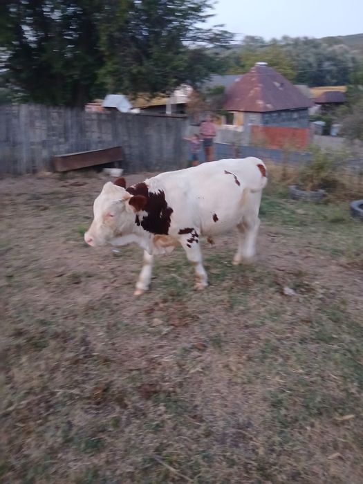 Vnd vitel de 8 luni