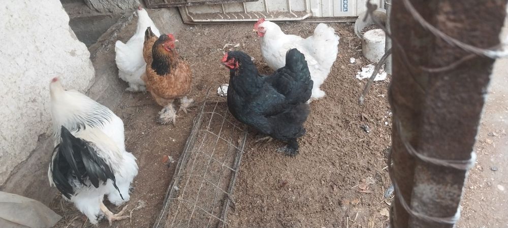 Брама тухумлари тоза