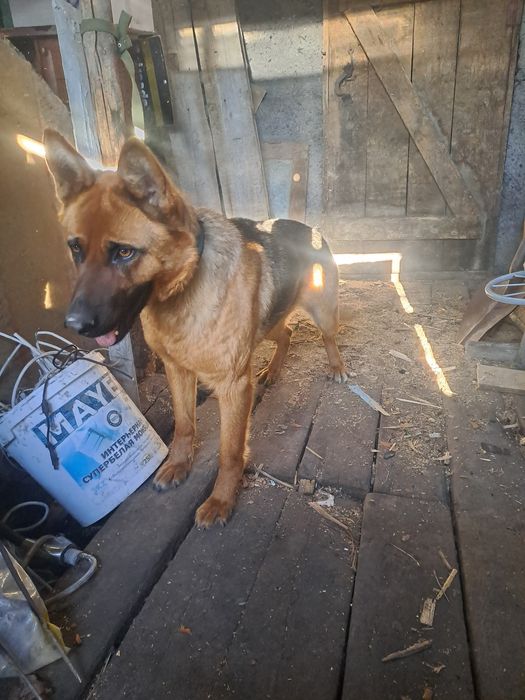 Немецкий авчарка