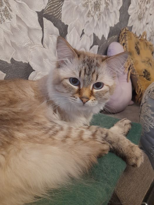 Красивый и здоровый кот ищет дом. Содержание за наш счёт.