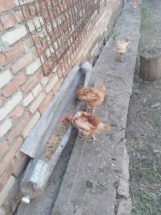 Продажа несушек(кур)