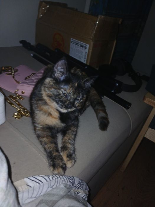 Отдам красивого котенка
