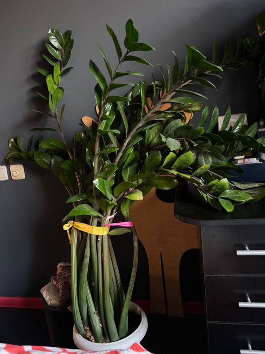 Замиокулькас Или Долларовое дерево