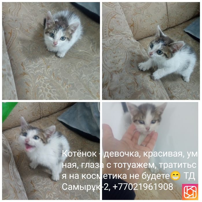 Котёночек - девочка, 1-1,5 мес. в надёжные руки