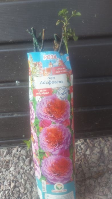 Саженцы роз.цветы