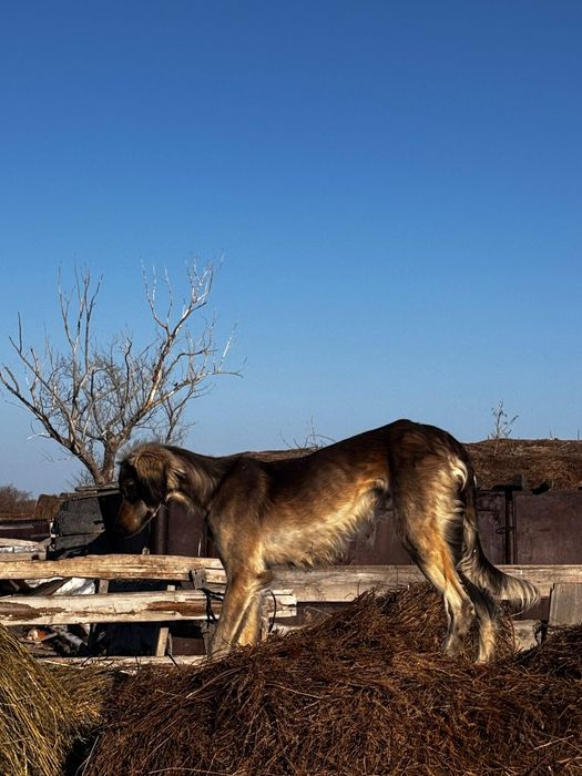 Продаю      тазы