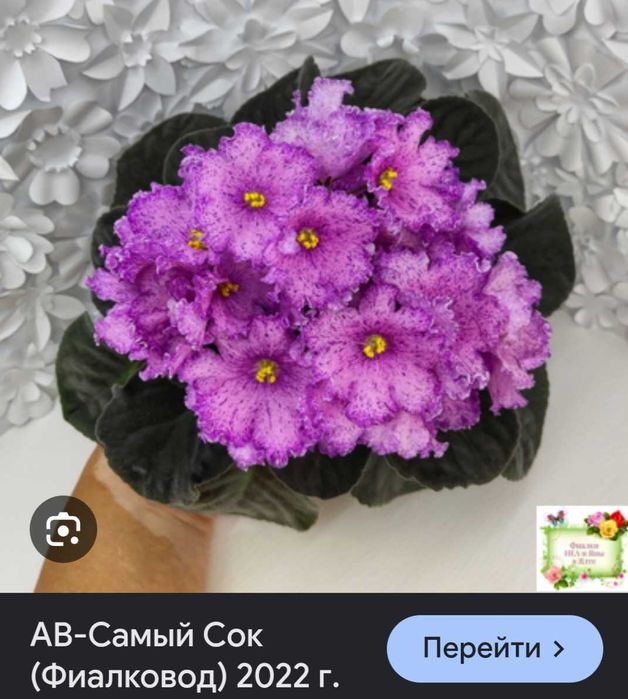 Фиалки 10 сортов.