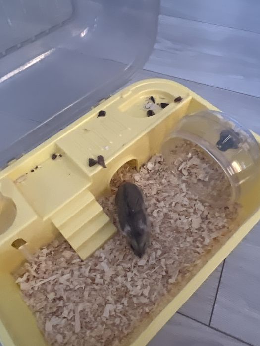 Отдам бесплатно хомяка с клеткой,