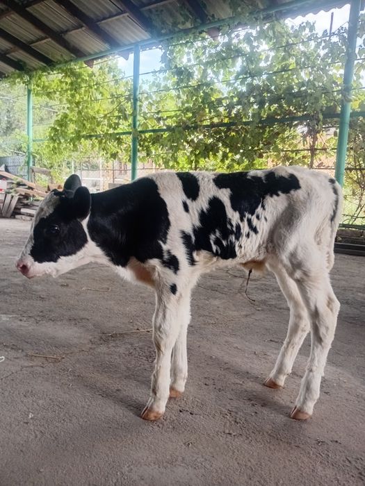 Продам двух бычков