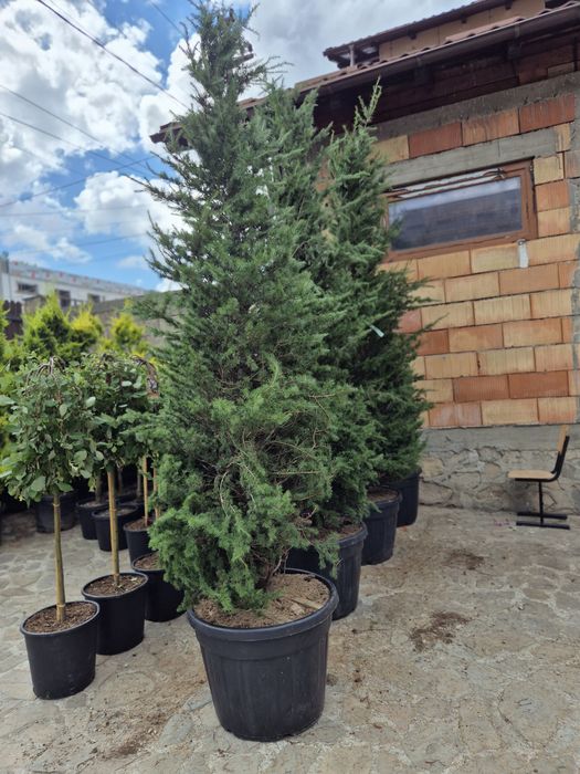 Plante ornamentale de diferite specii și dimensiuni, livrate gratuit în toată România. Aceste plante sunt sănătoase și viguroase