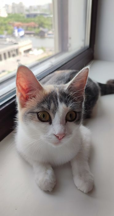 Котята ищут дом. Котёнок