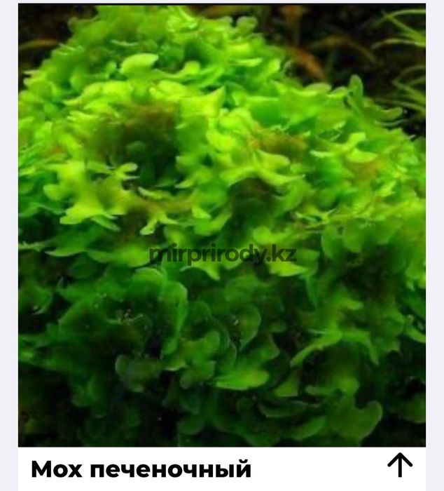 Растения для акварюма