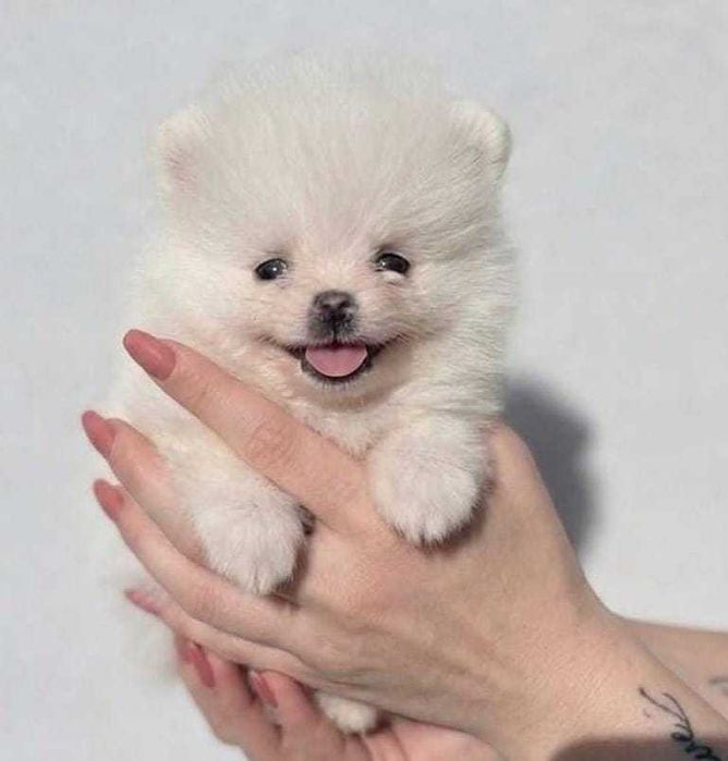 Pui Mini Pomeranian
