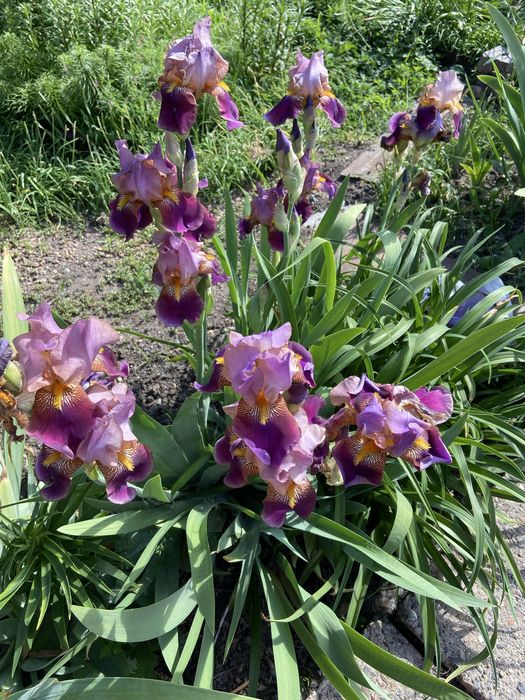 продам корневища ирисов и лилейников
