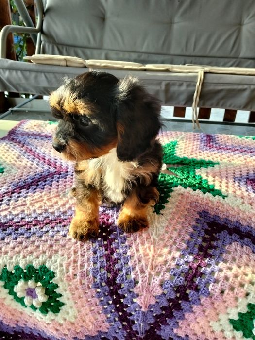 Cavapoo baetel triicolor