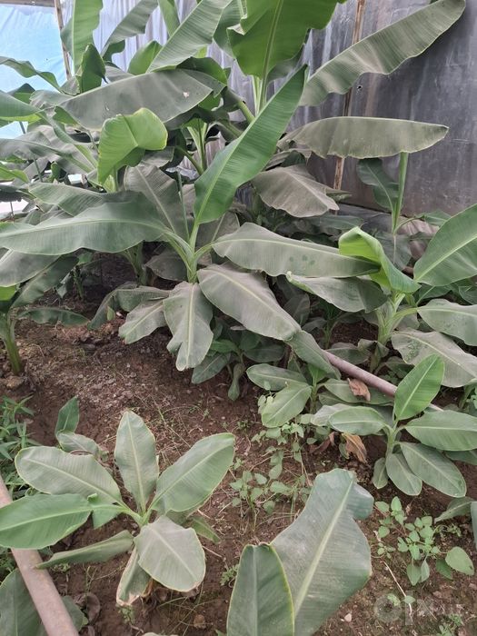 Banan ko‘chatlari sotiladi.
