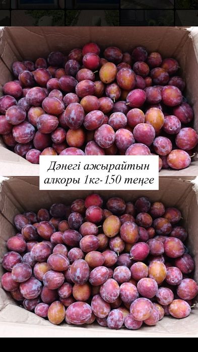 Сливалар бар 150 тг ден кг