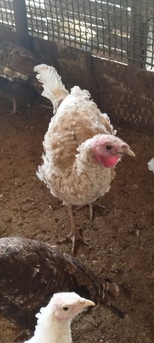 Продам молодых индюков самцов